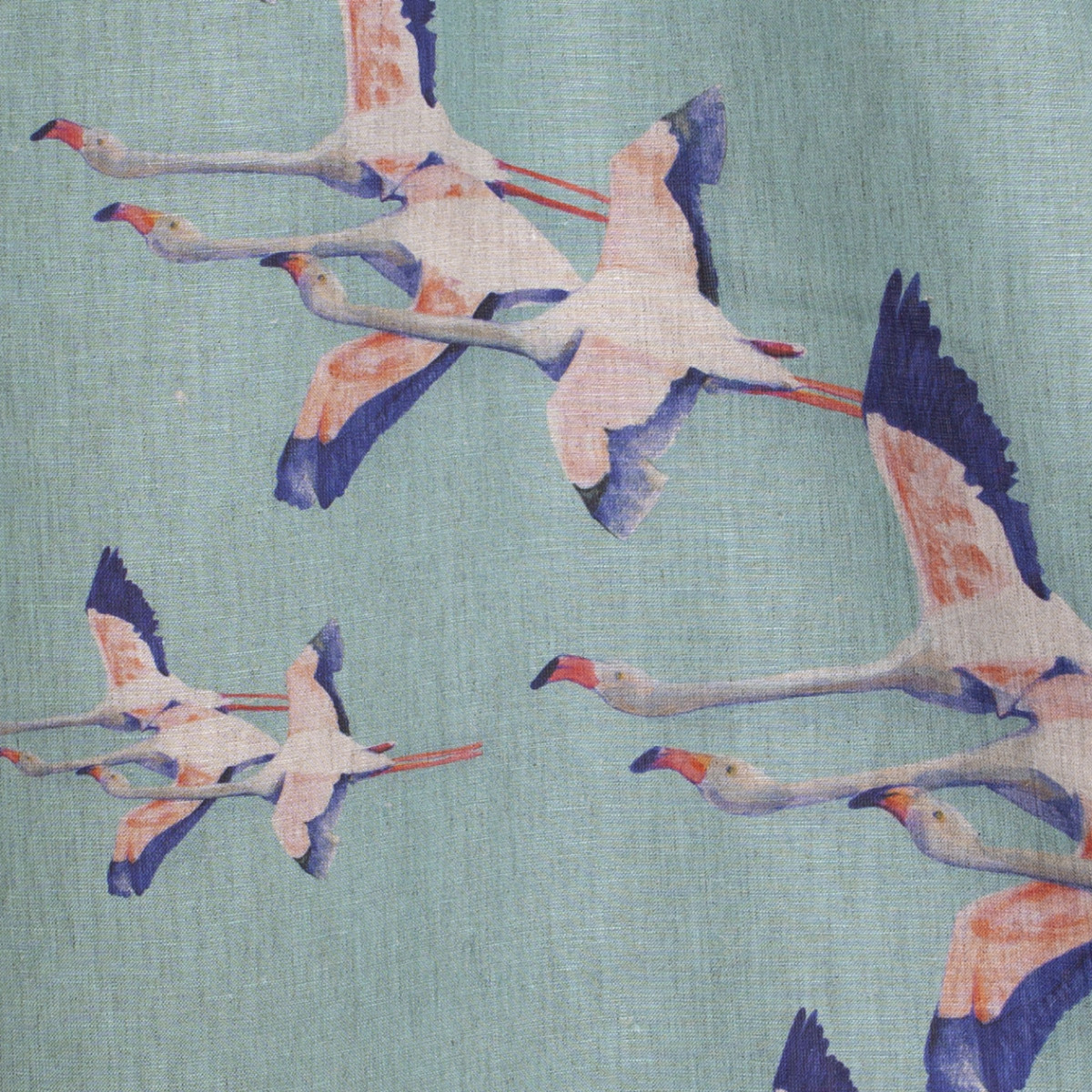 Flamingos-col.vert de gris