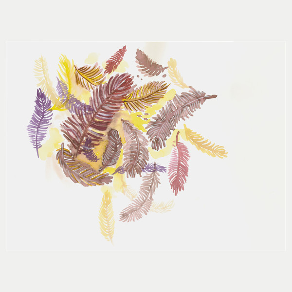 Panoramique Autruche